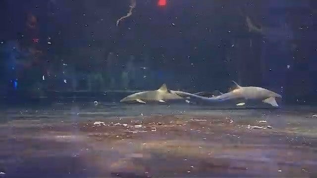 Shark Week Makes Its Way To The Oklahoma Aquarium