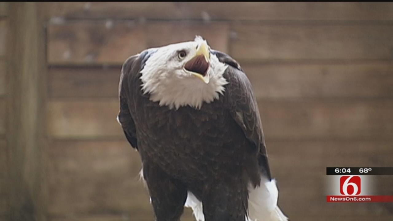 Bartlesville Center Credited With Saving The Bald Eagle, Faces Extinction