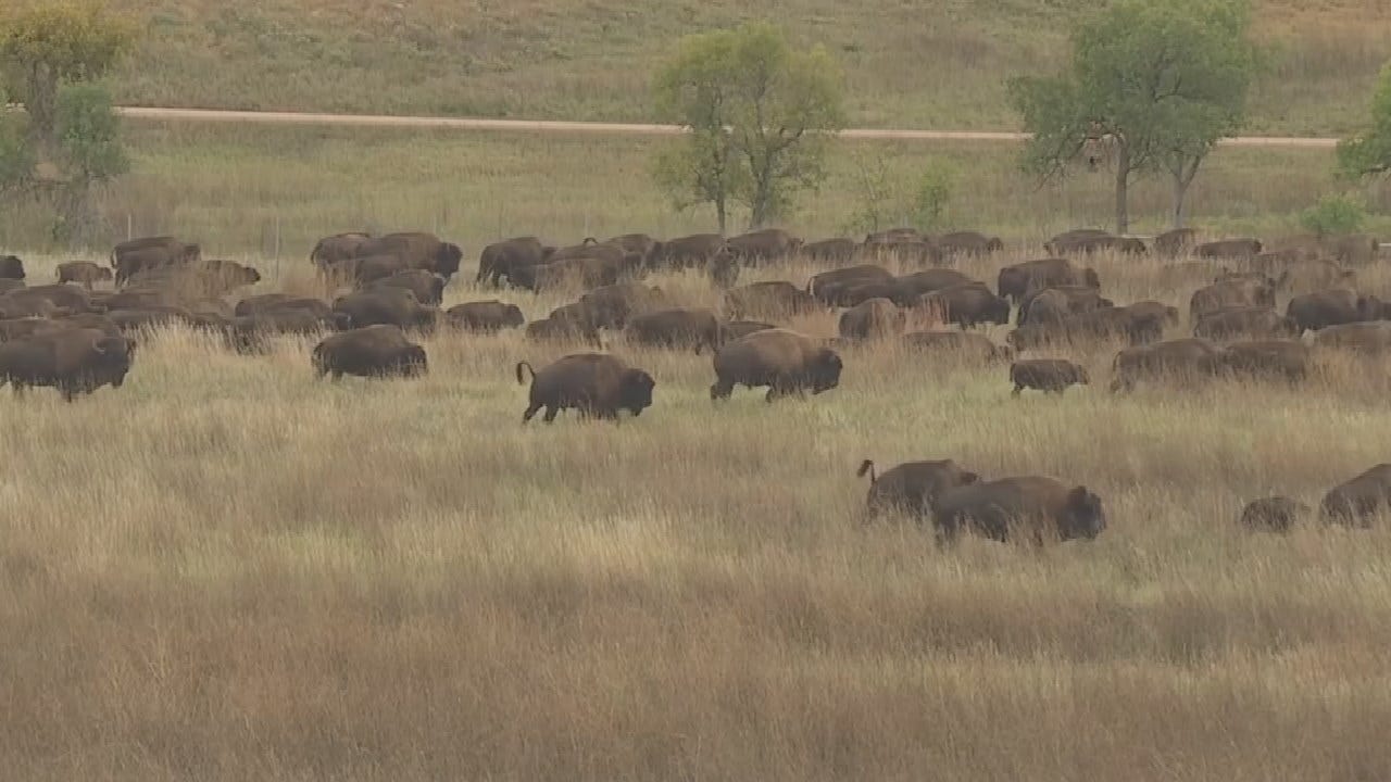 20,000 Attend 54th Buffalo Round-Up In South Dakota