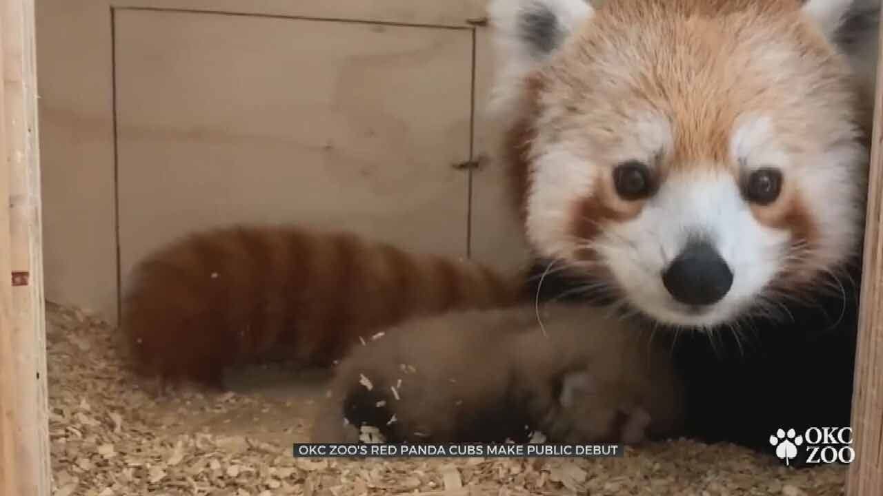 OKC Zoo's Red Panda Cubs Make Public Debut
