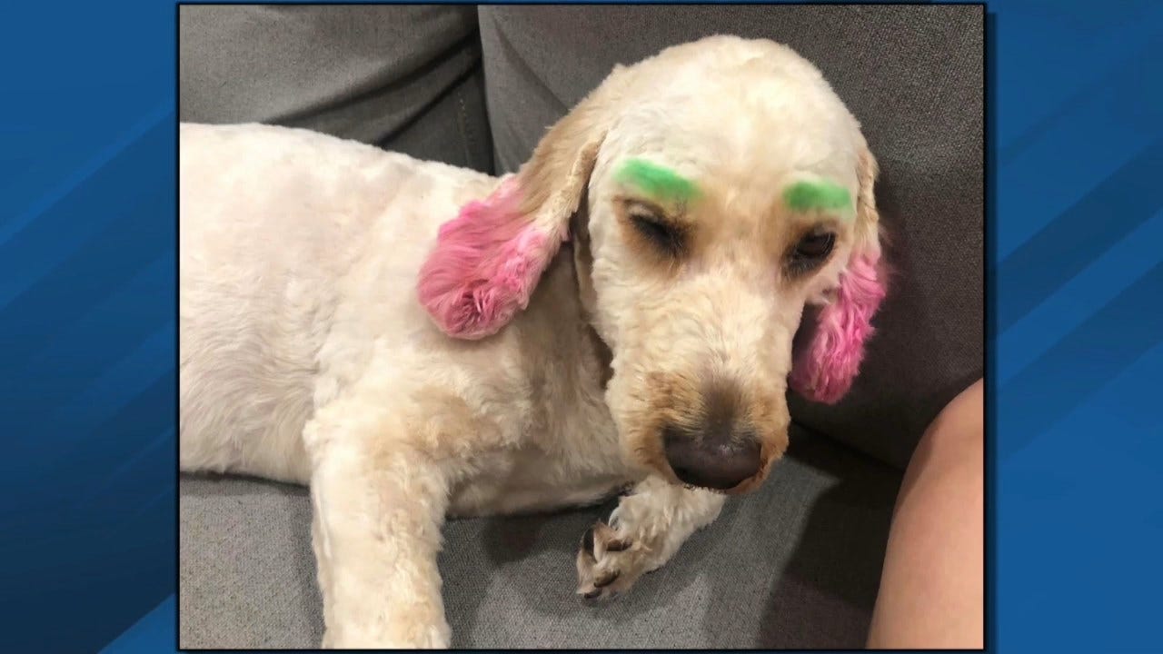 Florida Woman Upset Over Her Dog Being Dyed By Groomer