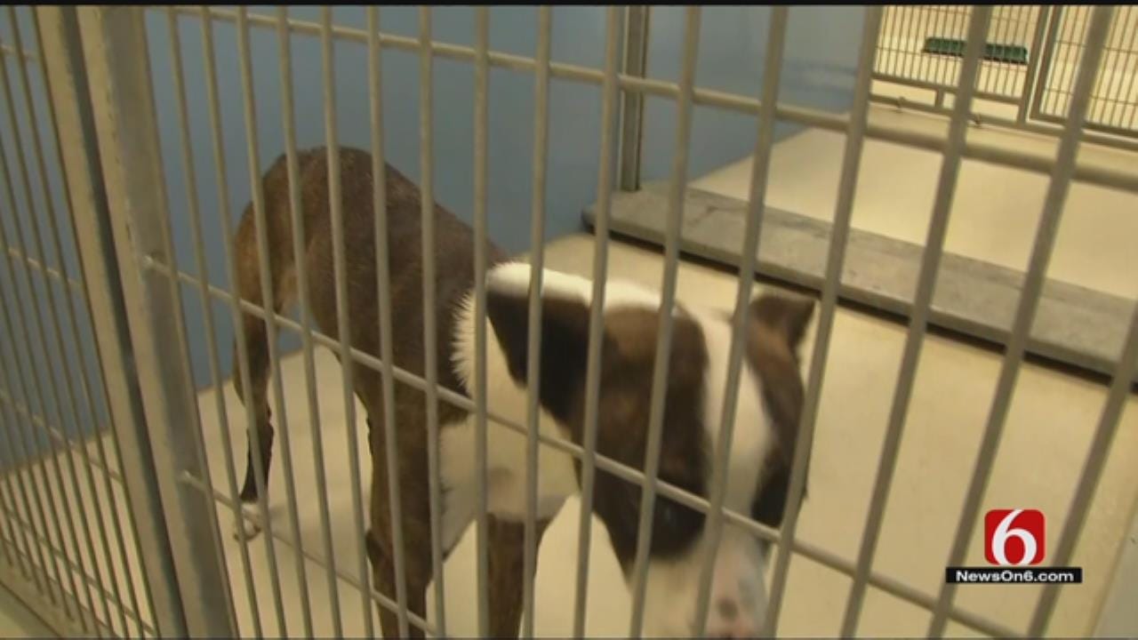 WEB EXTRA: BA Animal Shelter Offers Free Adoptions This Week