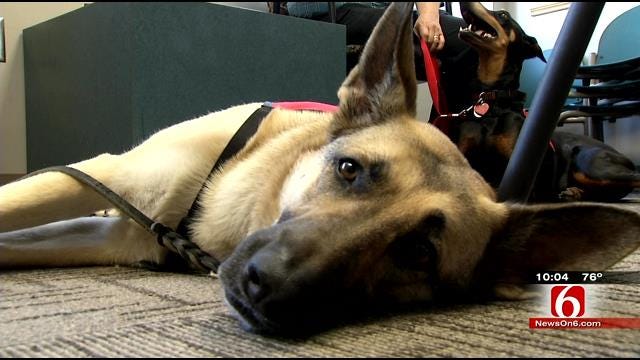New Law Allows Children To Use Therapy Dogs In Oklahoma Courts