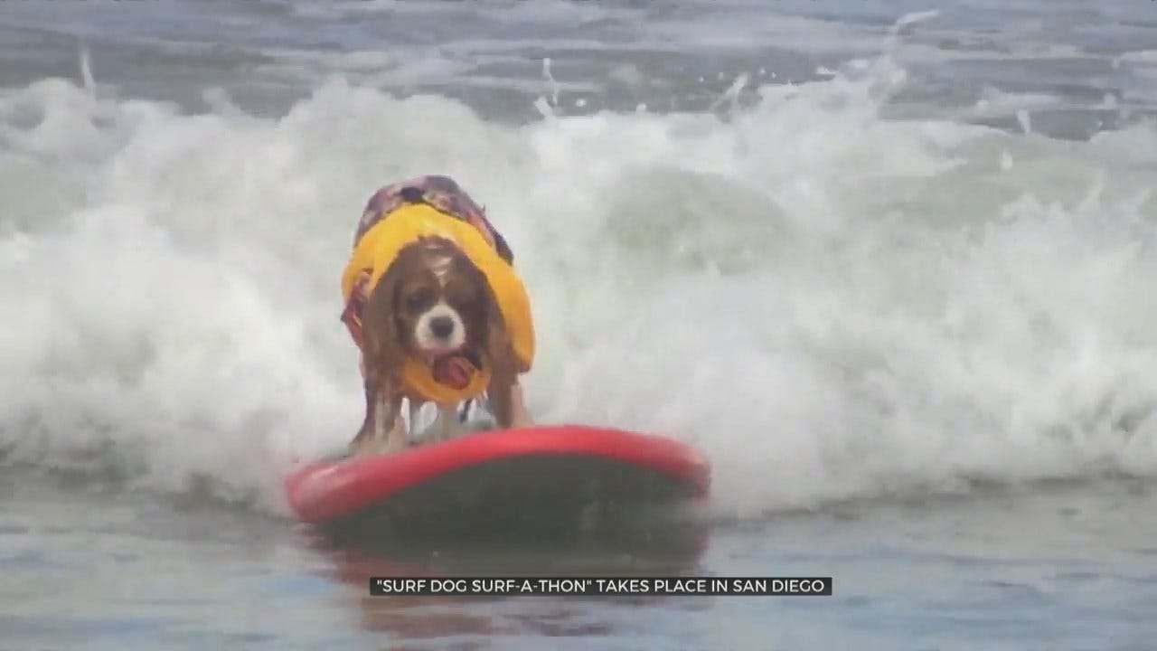 WATCH: Dog Beach holds Dog Surf-A-Thon