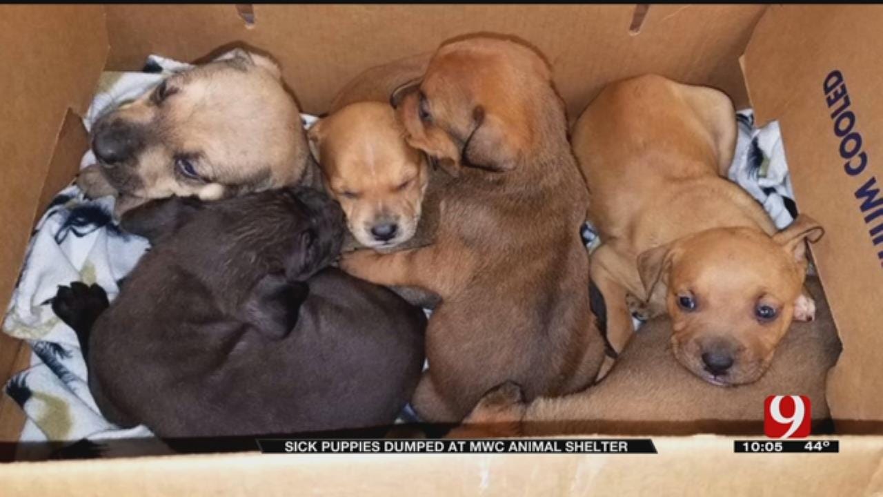 Puppies With Parvo Dumped Off In MWC