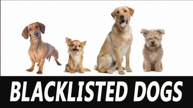 Tonight At 10: Blacklisted Dogs