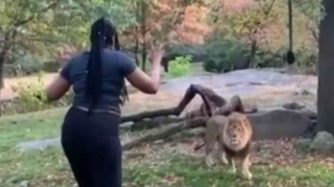 Reactions After Woman Climbs Into Exhibit With Lion At Bronx Zoo