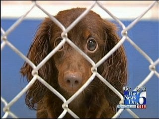 Tulsa Animal Shelter: There Is Legal Alternative To Dumping Pets