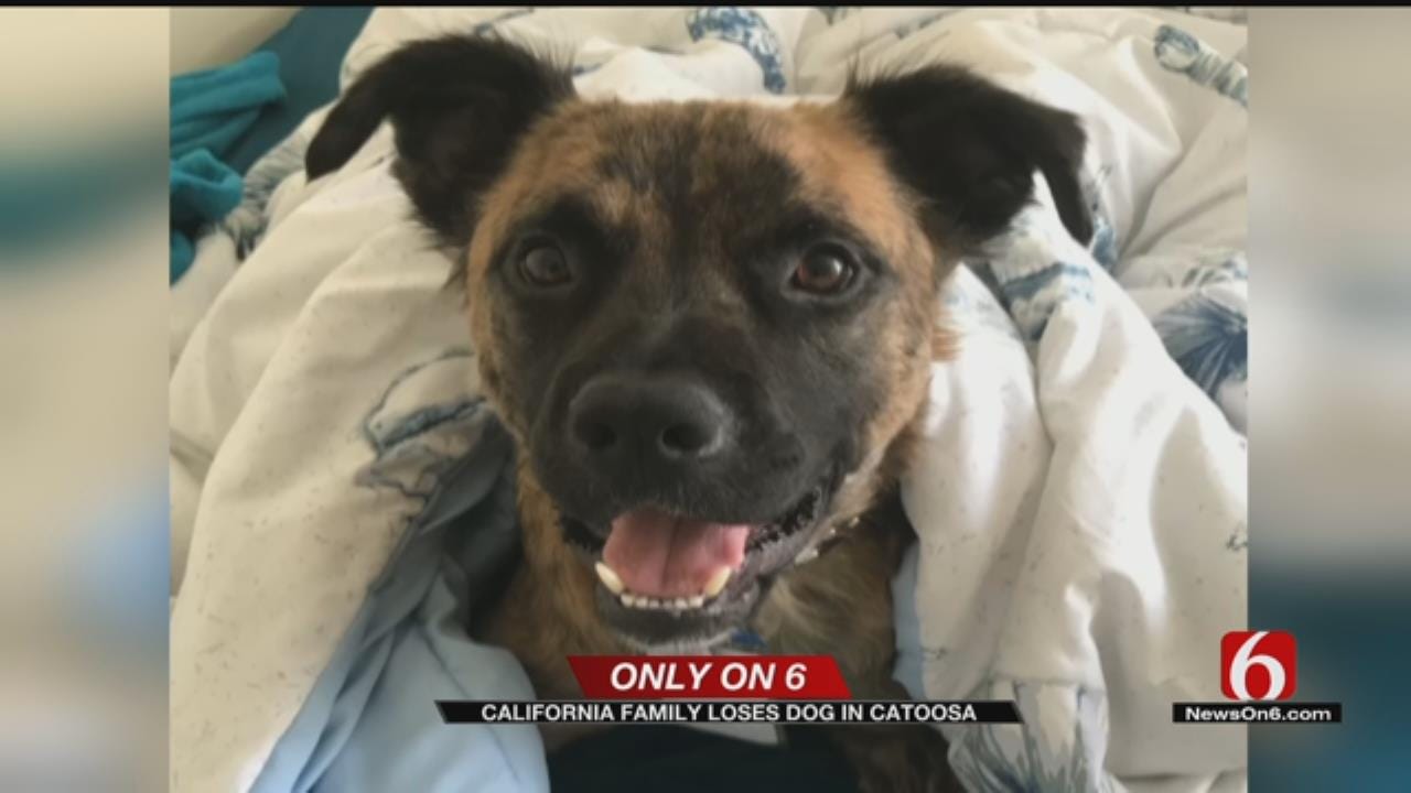California Sailor Searches For Service Dog Lost In Catoosa