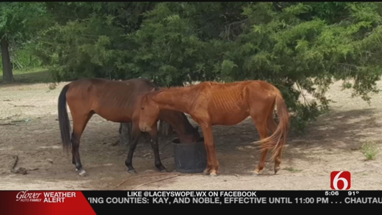 Malnourished Wagoner County Horses Rescued Thanks To Veterinarian