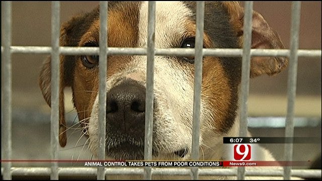 18 Dogs, 2 Cats Removed From OKC Animal Hoarding House