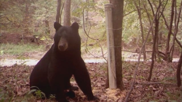Growing Bear Population Causes Trouble For NE Oklahoma Deer Hunters