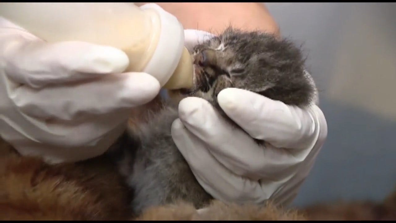 Baby Bobcat Mistaken As Abandoned Cheetah Cub Rescued In Florida