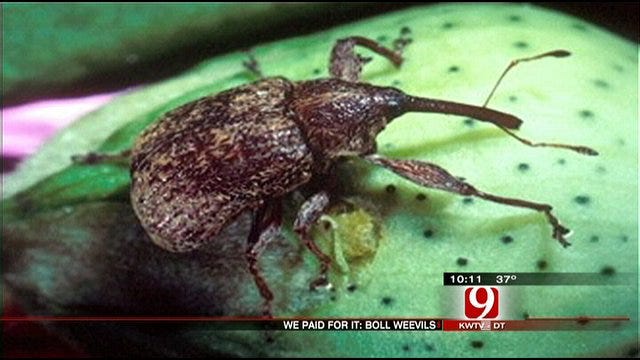 We Paid For It: Eradicating Oklahoma's Boll Weevils