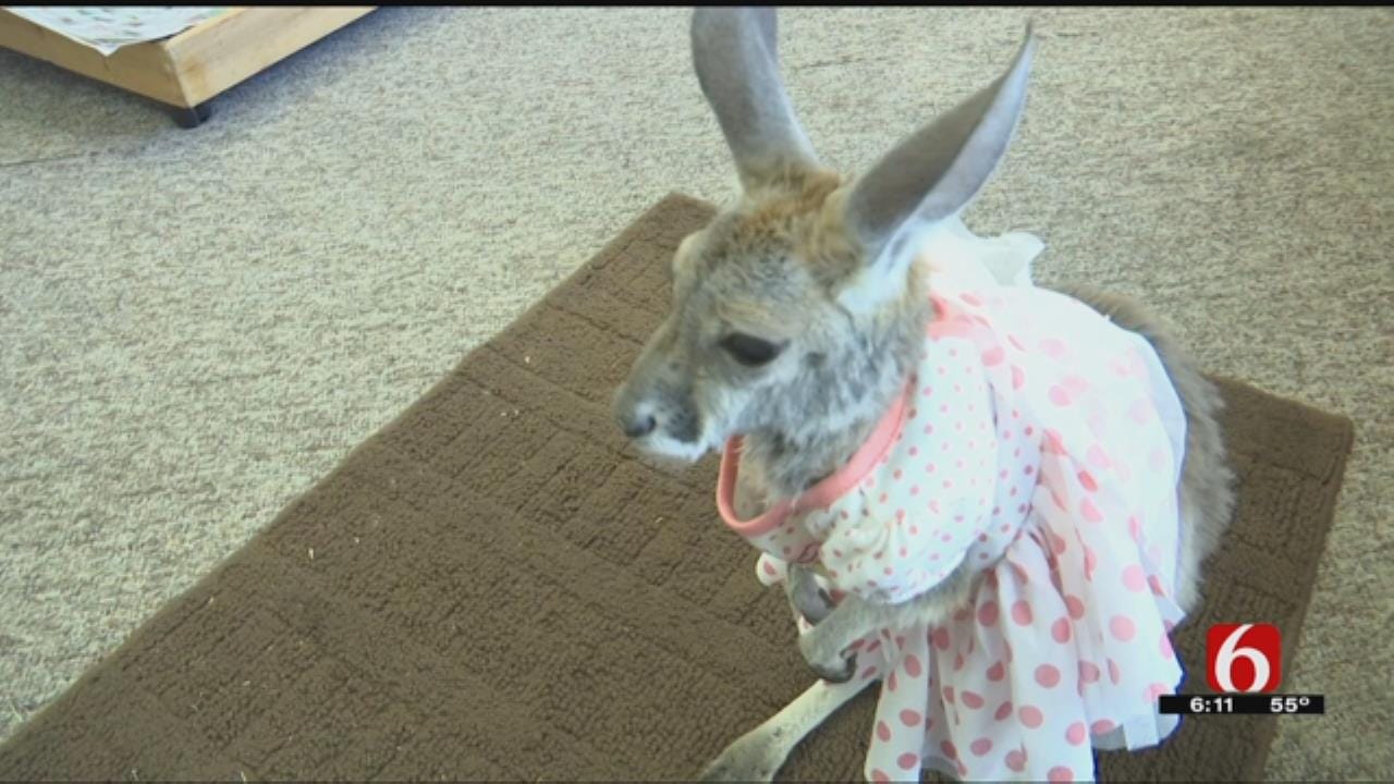 Patrons Of Sapulpa Business Greeted By Dress-Wearing Kangaroo