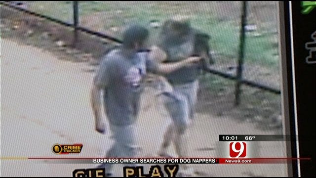 Surveillance Camera Captures Video Of OKC Dognappers