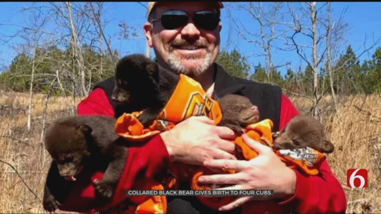 Oklahoma Bear Researchers Make History With Mama Bear, Cubs