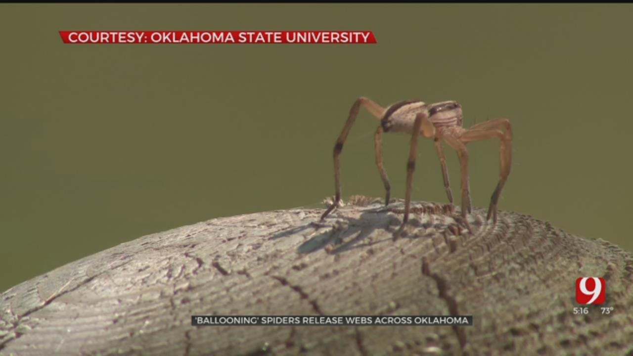 'Ballooning' Spiders Releasing Webs Across Oklahoma