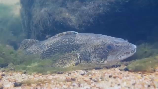WEB EXTRA: Wildlife Department Finds Surprising Fish In Arkansas River