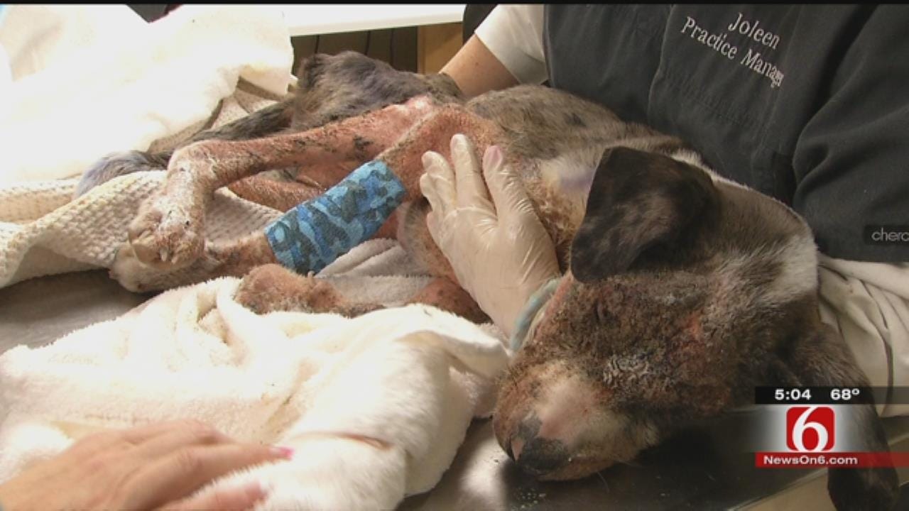 Bixby Vet Fighting To Save Dog Raised In Meth House