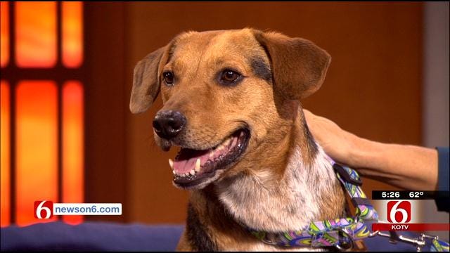 News On 6 Radar The Weather Dog Seeks Votes To Help Animal Welfare