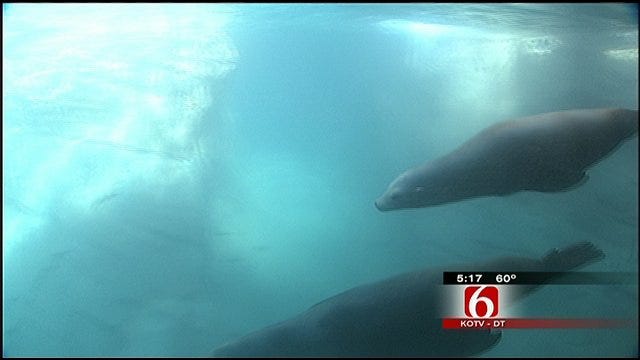 Sea Lions Return To Their New Home At Tulsa Zoo