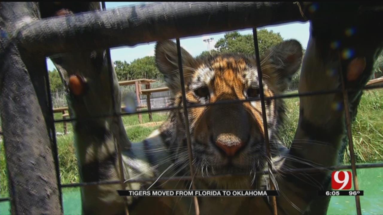 Local Zoo Takes In 19 Tigers Despite Court Order