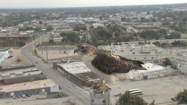 WEB EXTRA: Video Of Red Tailed Hawk Perched In Front Of SKYCAM Camera