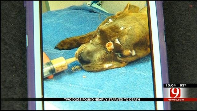 Two Dogs Found Nearly Starved To Death In MWC
