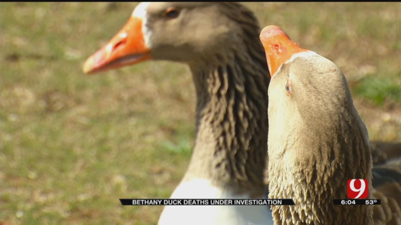 Dozens Of Ducks Found Dead At Bethany Pond