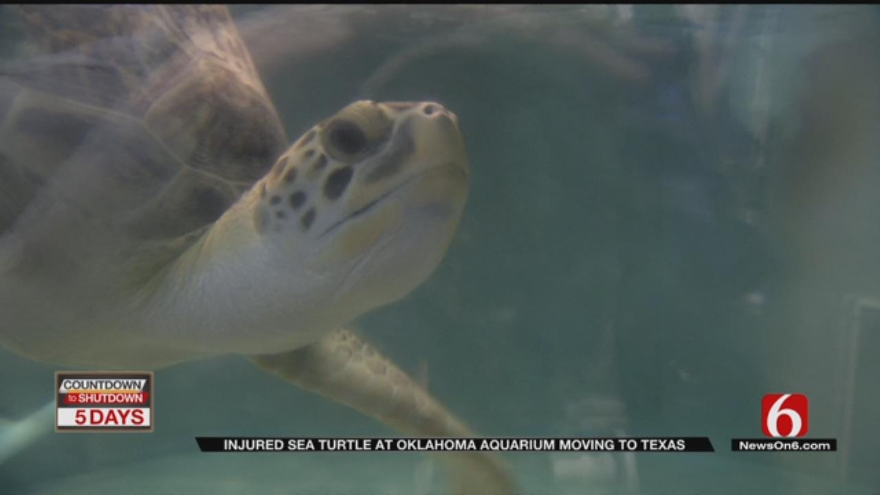 Oklahoma Sea Turtle To Leave For Texas