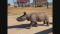 OKC Zoo Announces Name Of New Baby Rhino