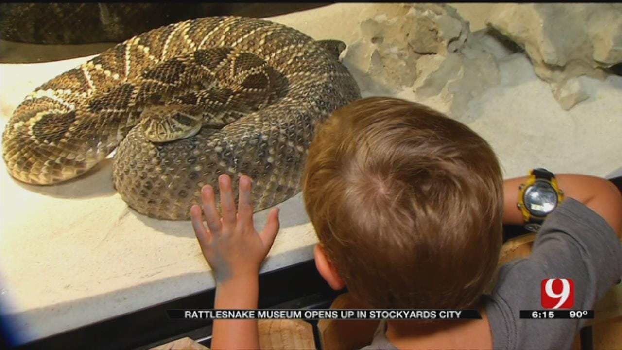 Rattlesnake Museum Opens In OKC