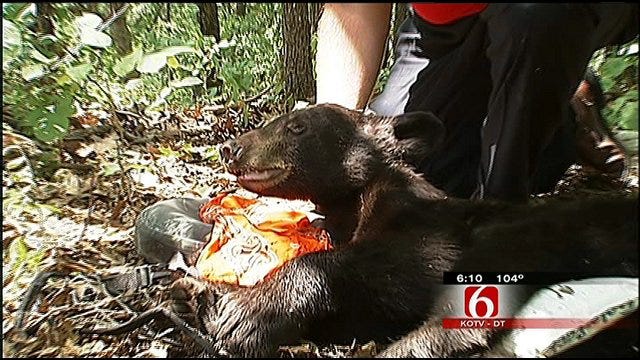 State Trapping Black Bears In Eastern Oklahoma