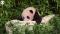 WATCH: Baby Panda Makes Her Public Debut