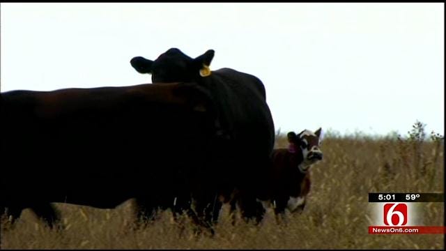 State Officials Investigating String Of Cattle Shootings In Nowata County