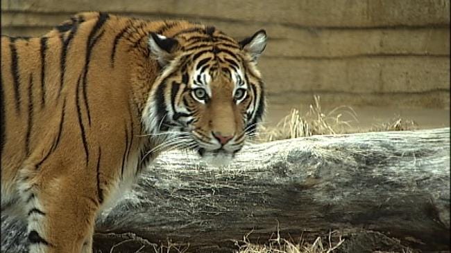 Big Cats At The Tulsa Zoo On Wild Wednesdays