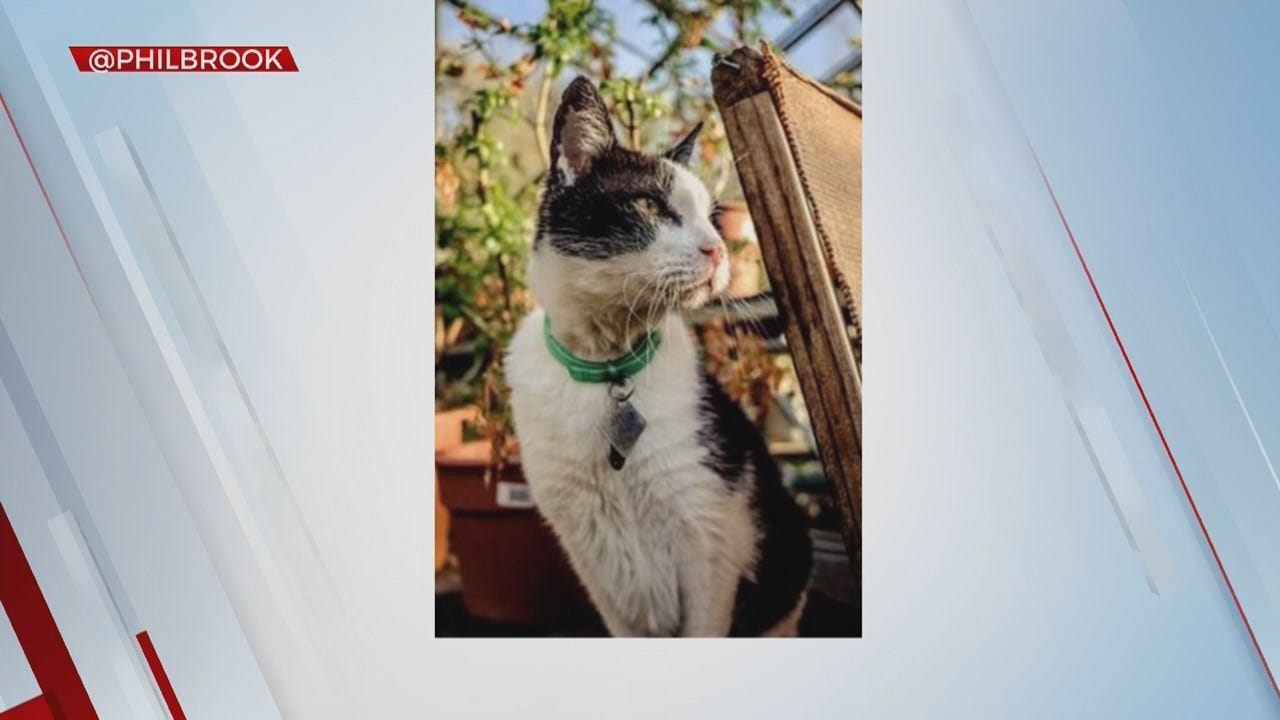 Tulsa's Philbrook Museum Releasing Book Of Their Cats