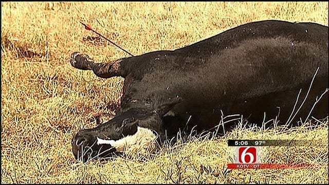 Sheriff Investigates After Arrows Used To Kill Cattle Near Oologah