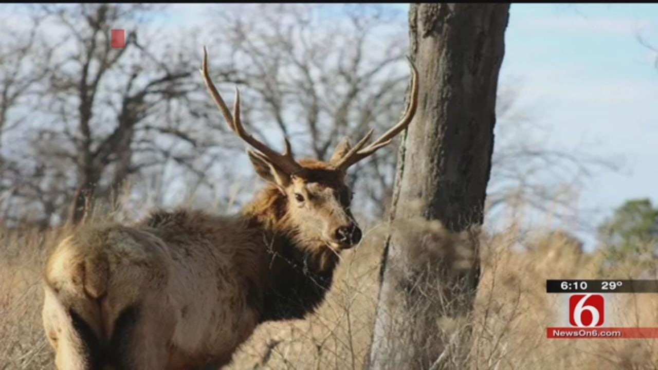 'Celebrity' Elk Illegally Poached On Protected Tahlequah Land
