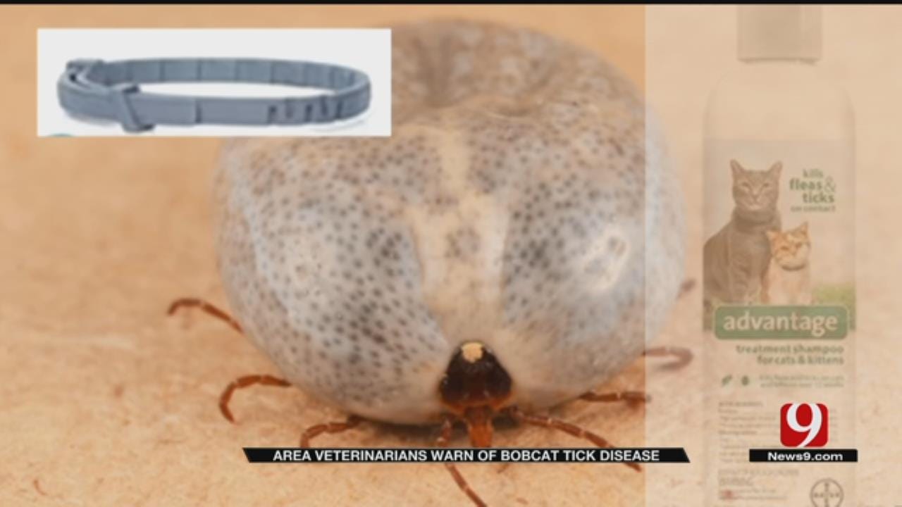 Area Veterinarians Warn Of 'Bobcat' Tick Disease
