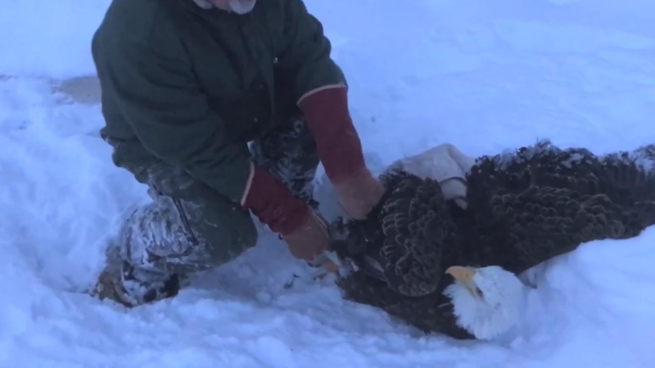 Rescued: Bald Eagle Grounded By 8-Pound Ball Of Ice