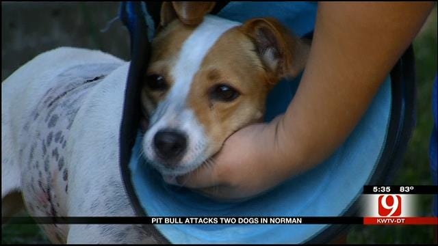 Norman Dog Owner Says Pit Bull Attacked Small Dogs
