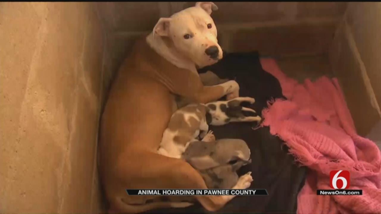 Cleveland Police Rescue 15 Dogs In Hoarding Case