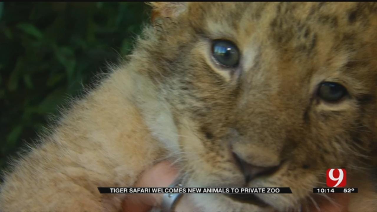 Tiger Safari Welcomes New Animals To Private Zoo