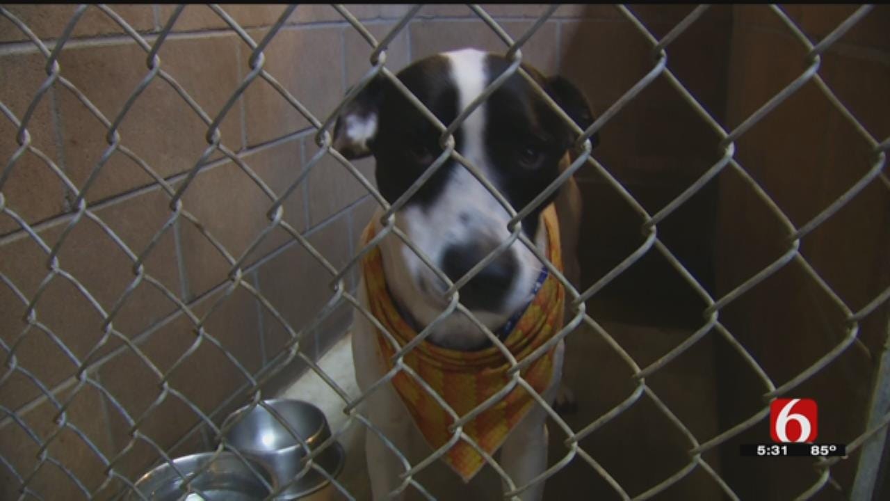 Greyhounds Rescued From 'Deplorable' Conditions, Tulsa Humane Society Says