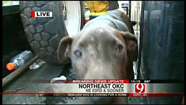 Dog Rescued In OKC Wildfires Still Needs Forever Home