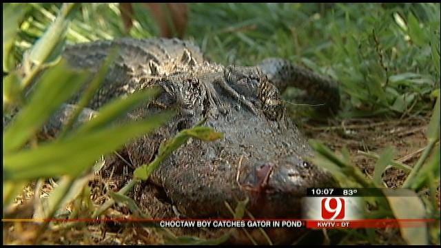 Choctaw Boy Catches Alligator From Pond Near Home