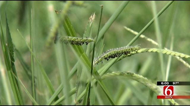 City Of Tulsa Struggling To Keep Up With Tall Grass Complaints