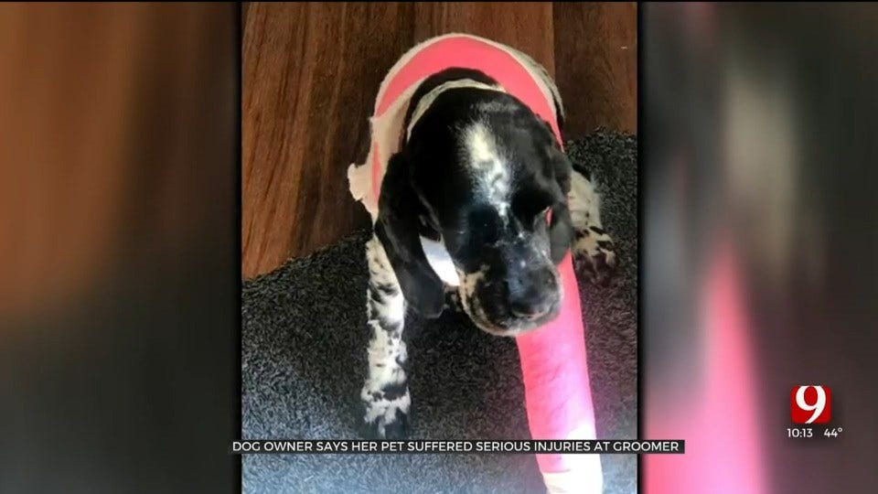 Pet Owner Says Local Grooming Salon Dislocated Dogs Leg, Caused Facial Swelling